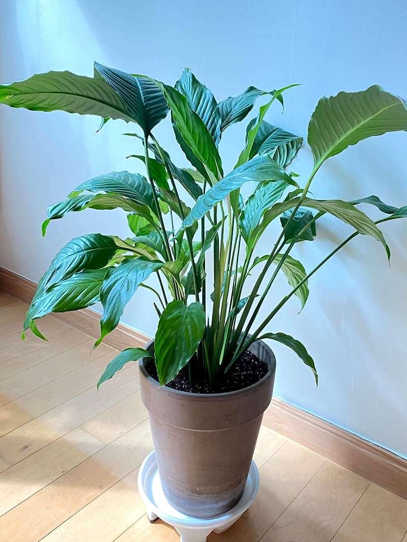 Peace Lily